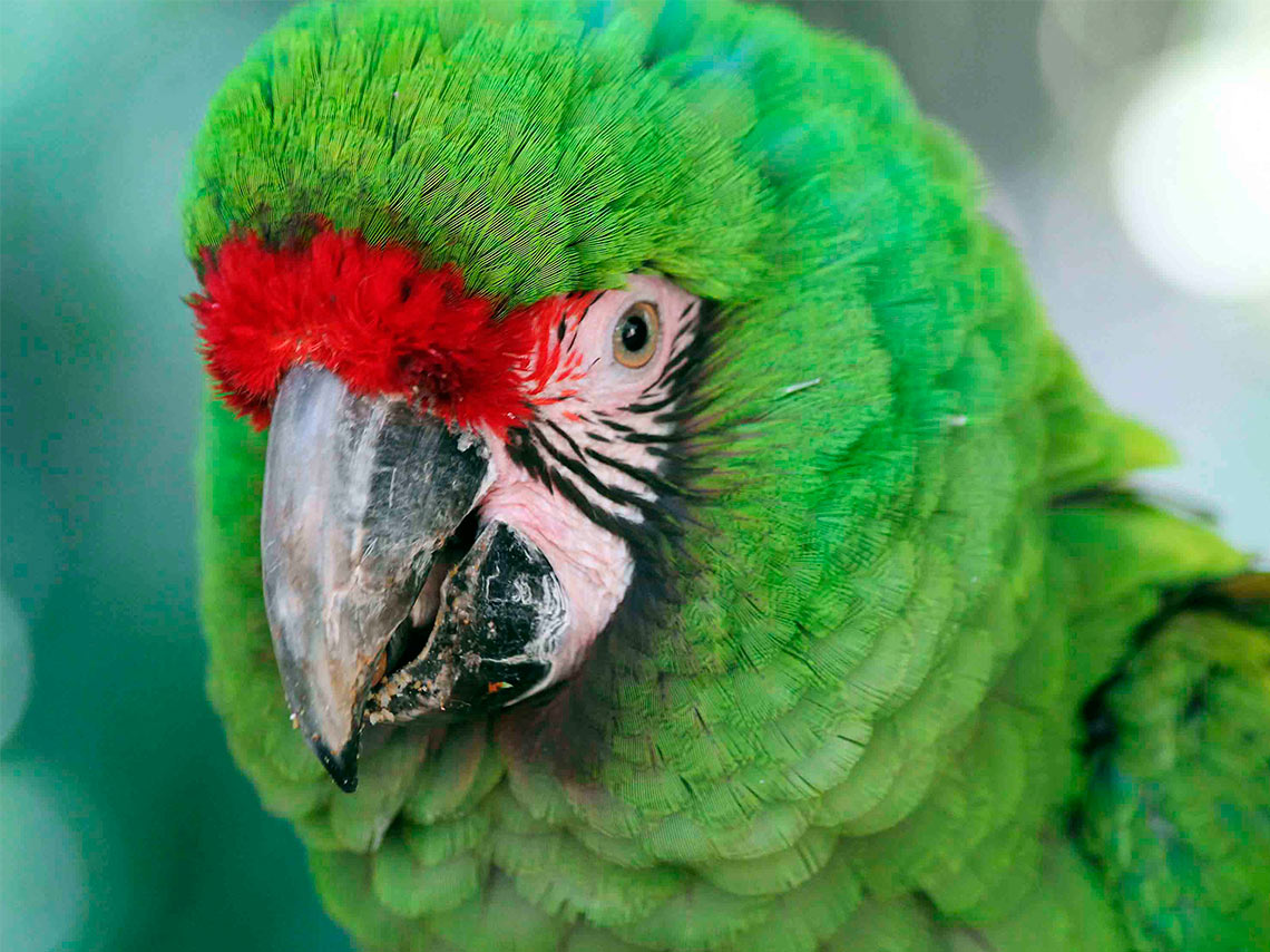 El Nido: Conoce el aviario más grande de América