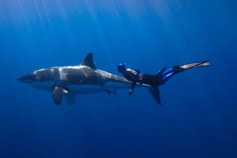 Pierre Frolla and Great White Shark near Guadalupe Island, off Baja.