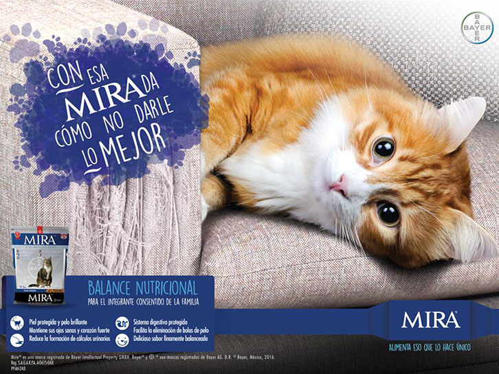 mira-gatos