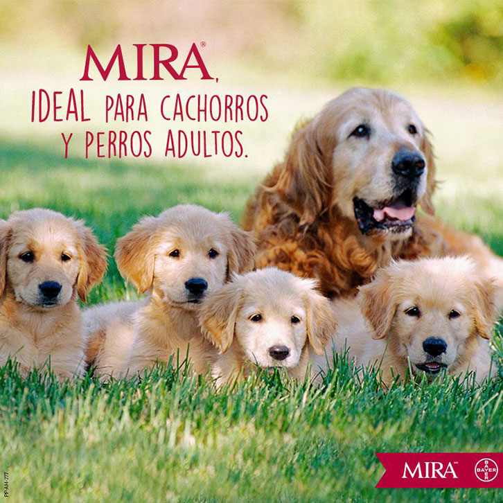 mira-perros