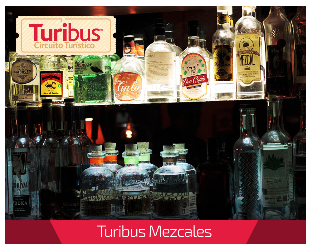 turimezcales-05