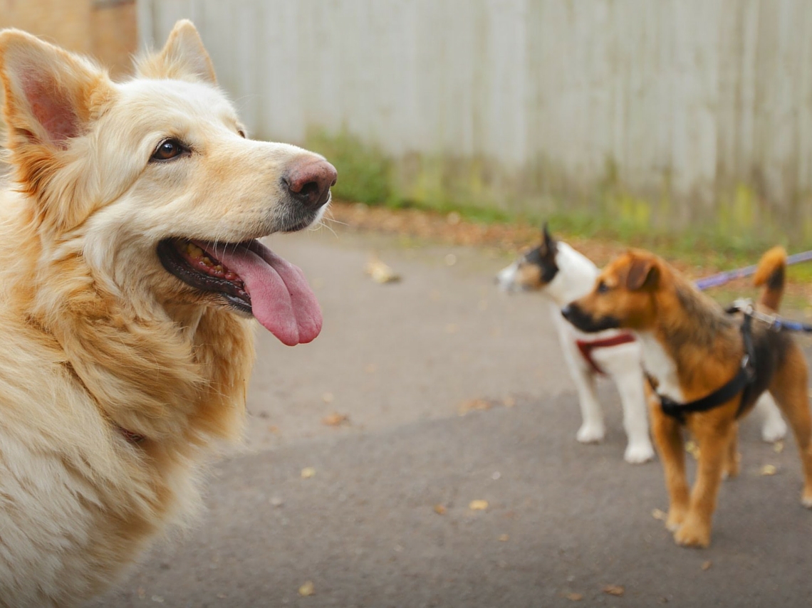 eventos-pet-friendly