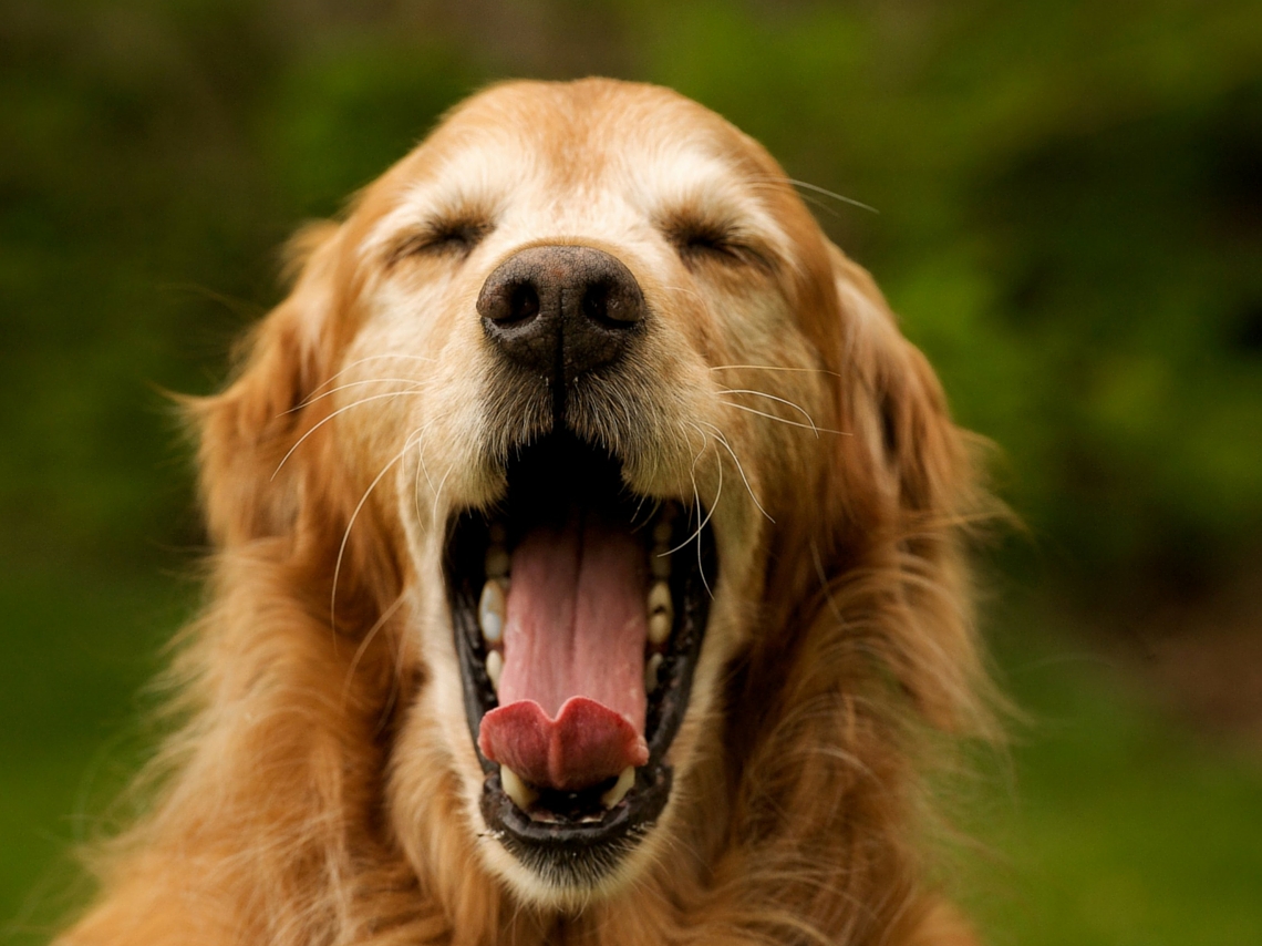 eventos-pet-friendly