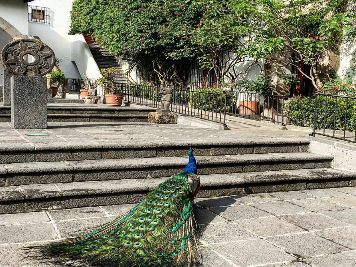 Museo-Dolores-Olmedo