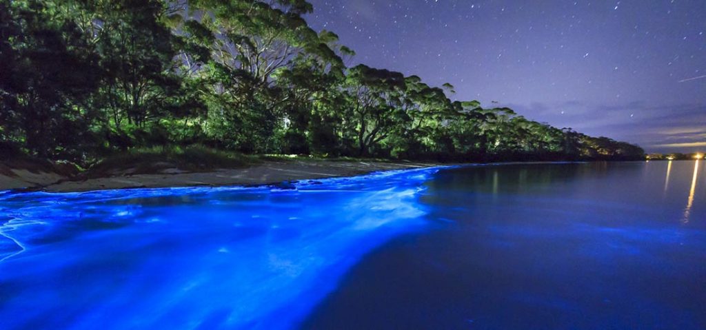 playas bioluminiscentes