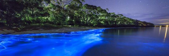 playas bioluminiscentes