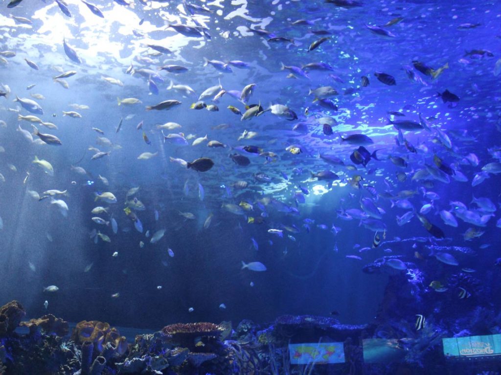 Acuario Inbursa