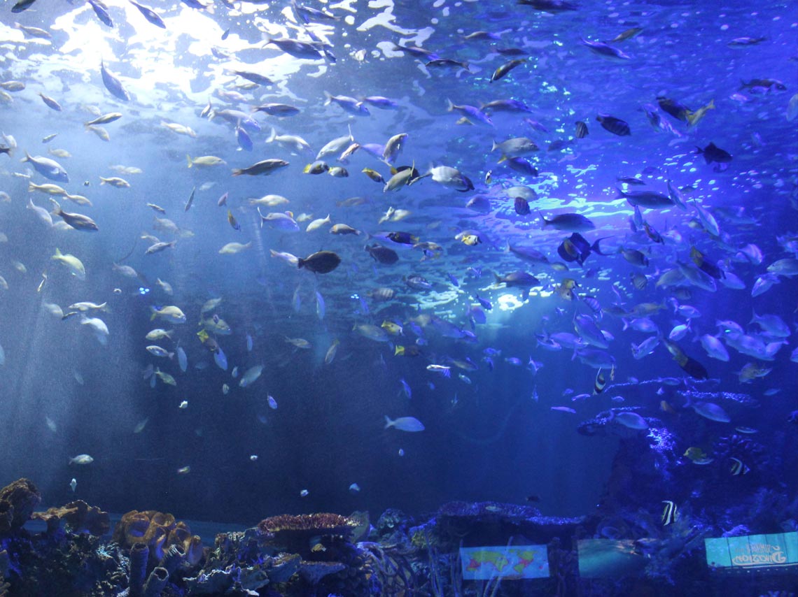 Una sirena en el Acuario Inbursa