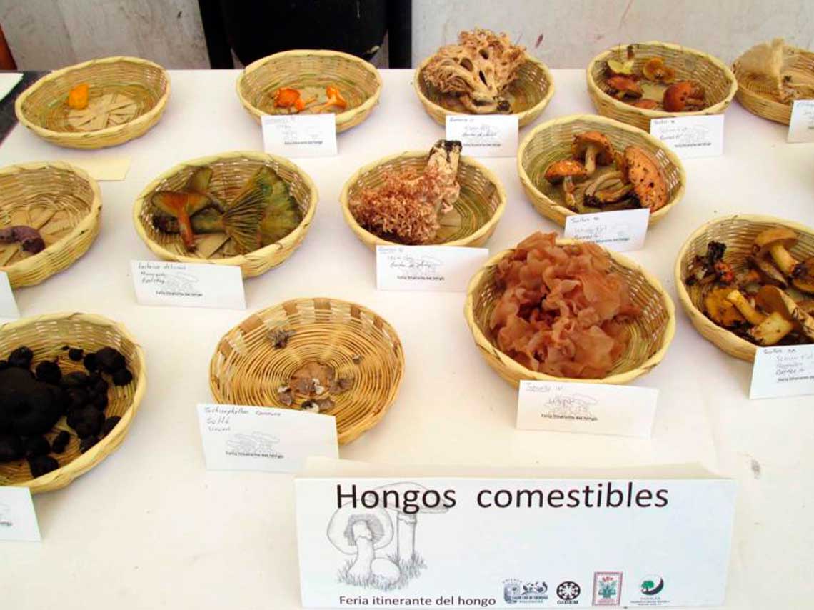 feria-del-hongo-michoacan-b