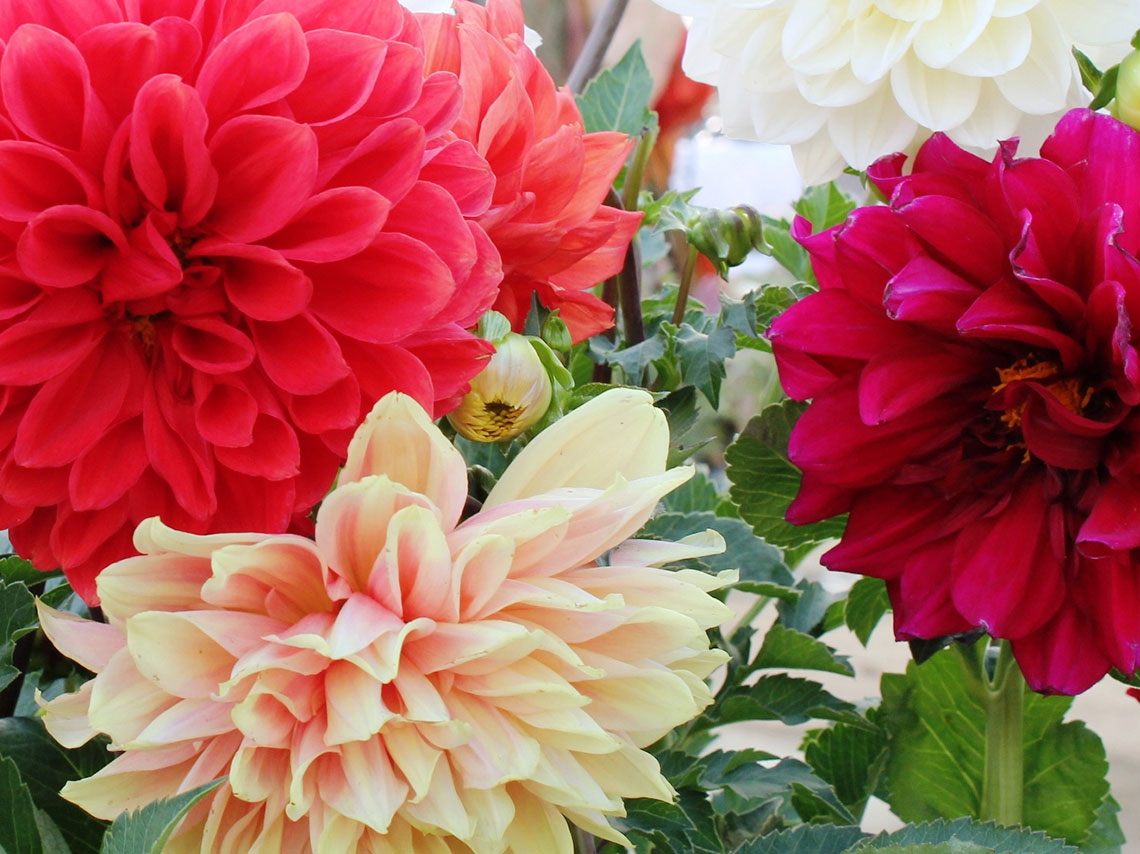 Feria de las Flores en San Ángel 2016