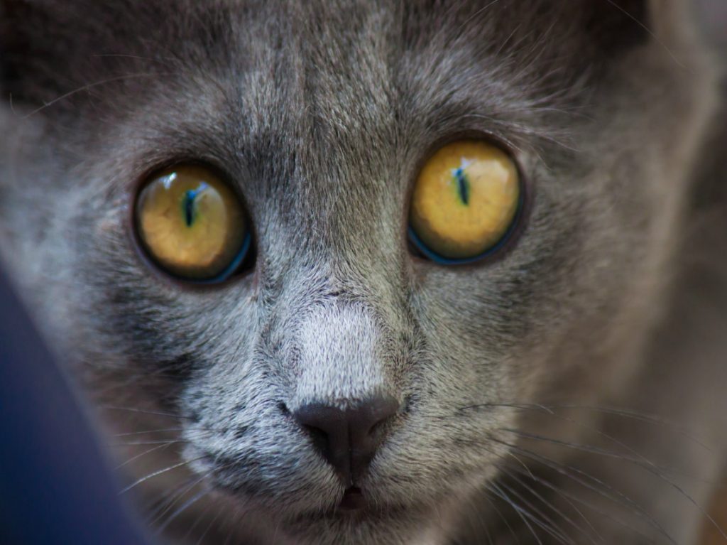 Bazar para apapachar a tus mascotas en CDMX