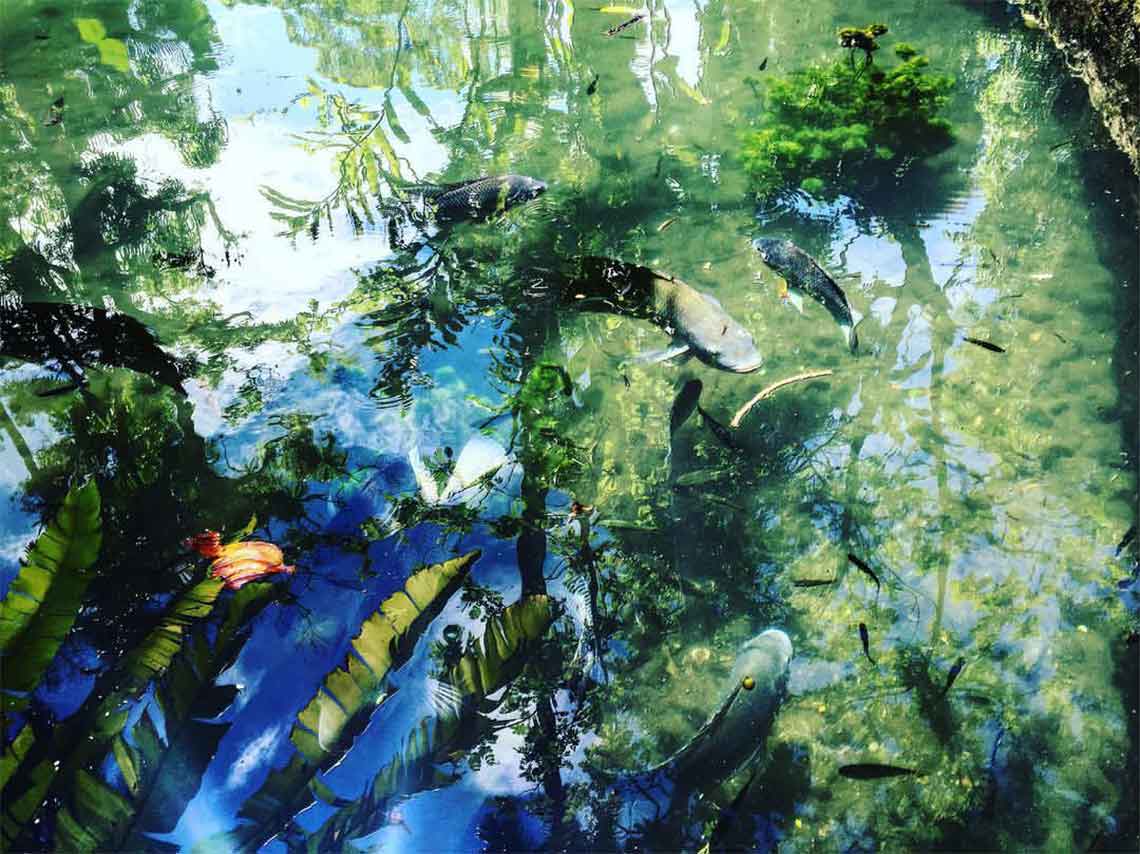 peces