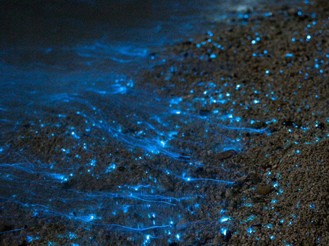 playas bioluminiscentes en mexico