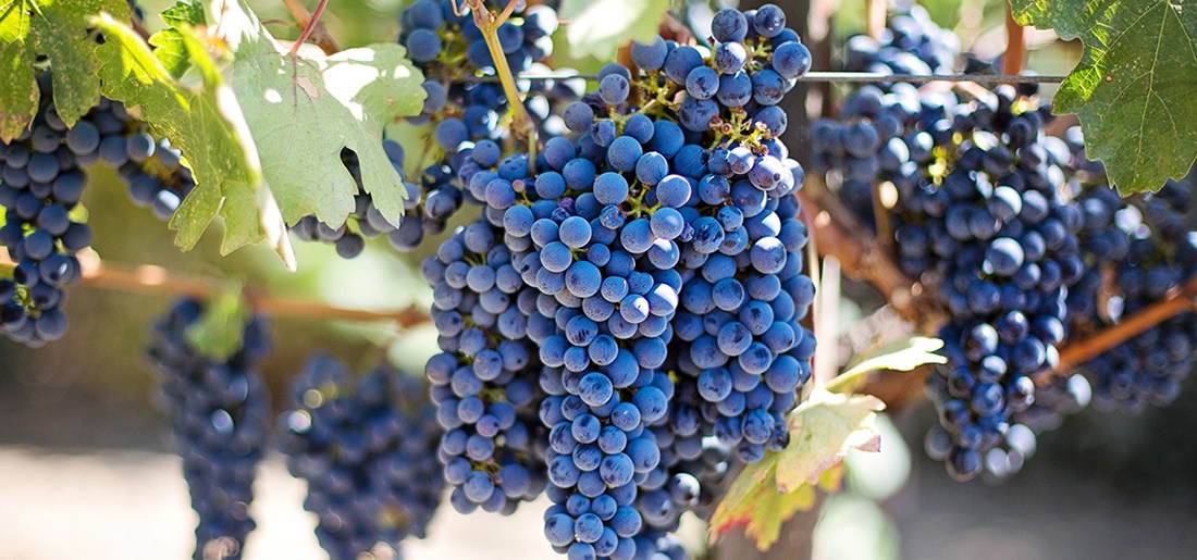 vinos-uvas-vendimia-dondeir-1