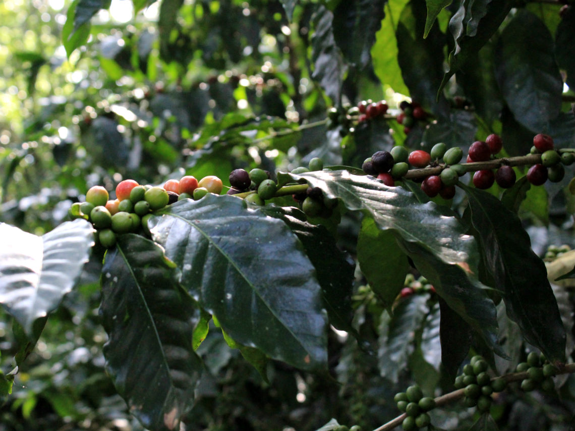 La Ruta del Café en Puebla y Veracruz