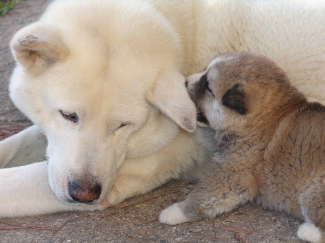 Akita Americano