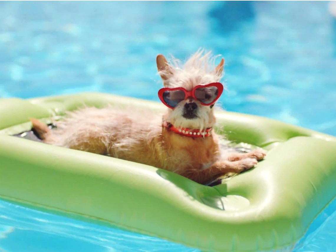 Se puede bañar al perro en la piscina? - Vestatex