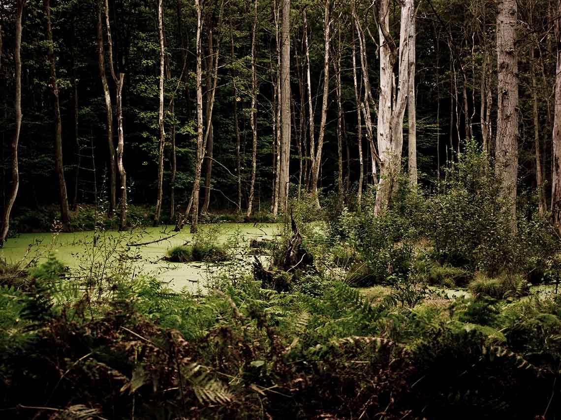 carrera-nocturna-bosque-b