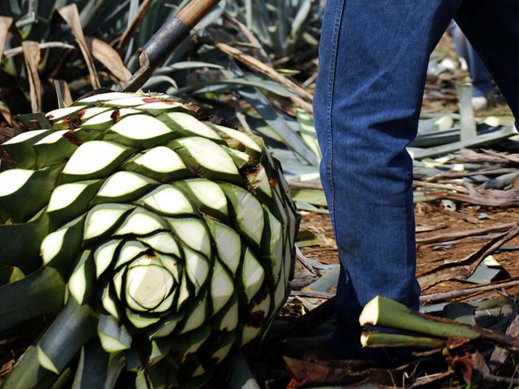 Festival Cultura Familiar del Mezcal en la Ciudad de México