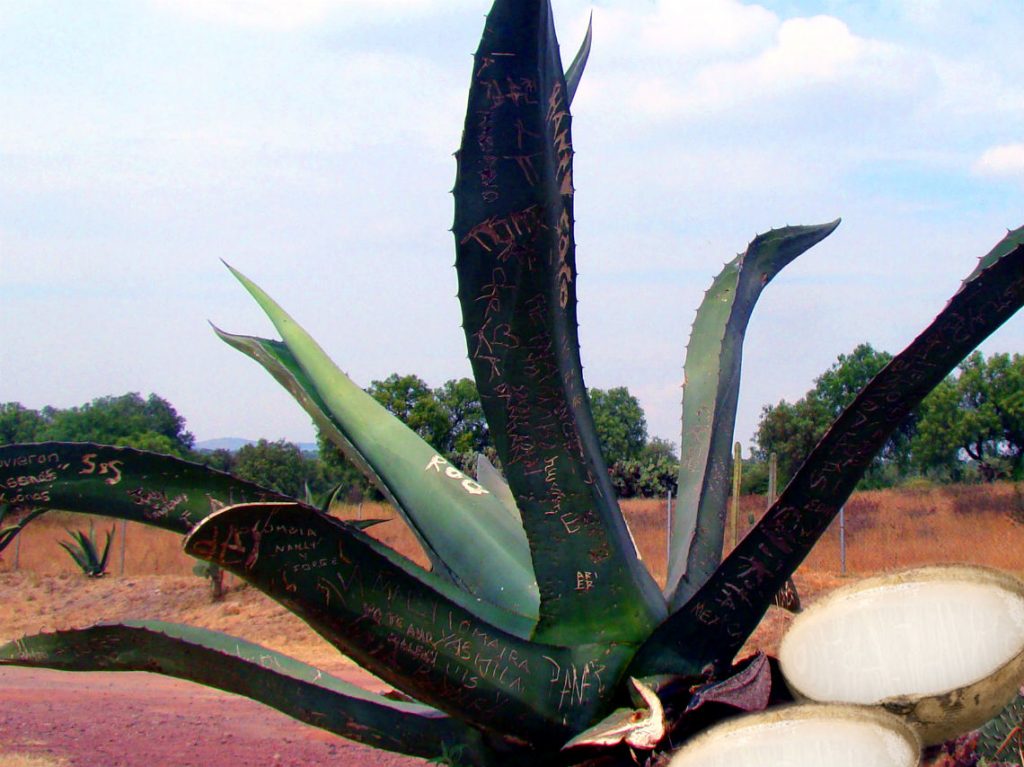 Fiestas-patrias-Teotihuacan