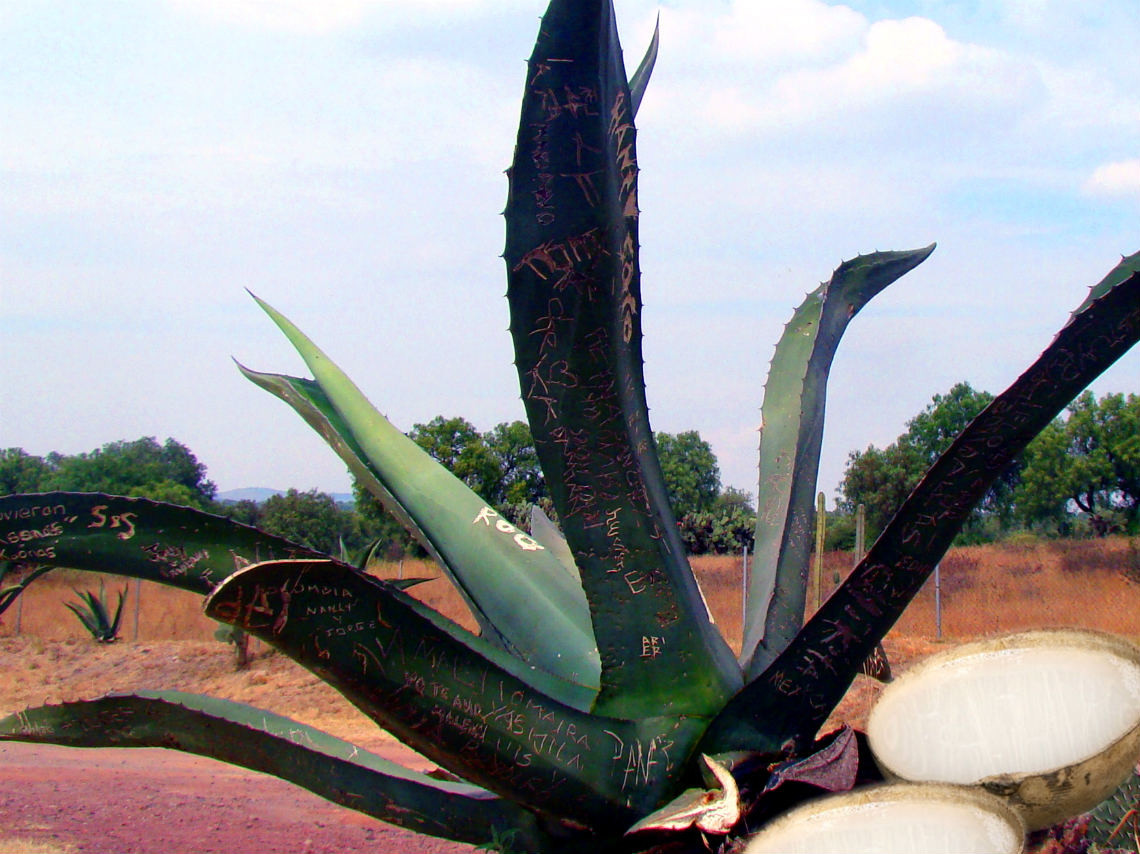 fiestas-patrias-Teotihuacan