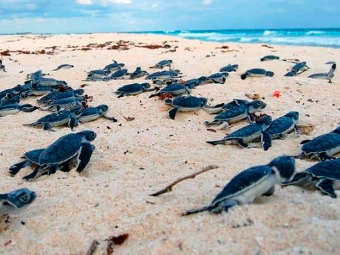 liberar-tortugas-a