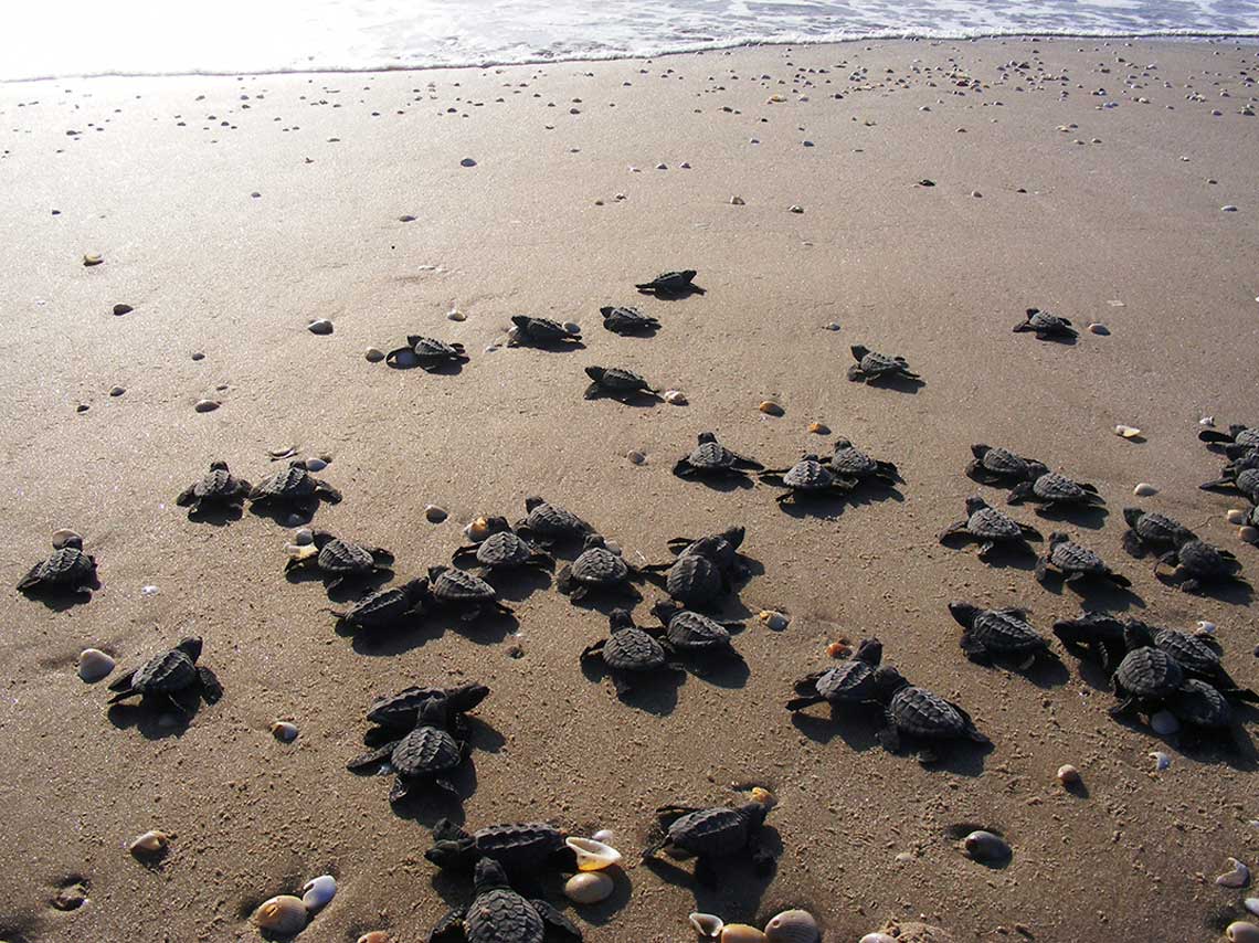 Mira en que playas mexicanas y donde puedes liberar tortugas, para que los veas llegar al mar y les grites hasta pronto pequeña tortuga. 
