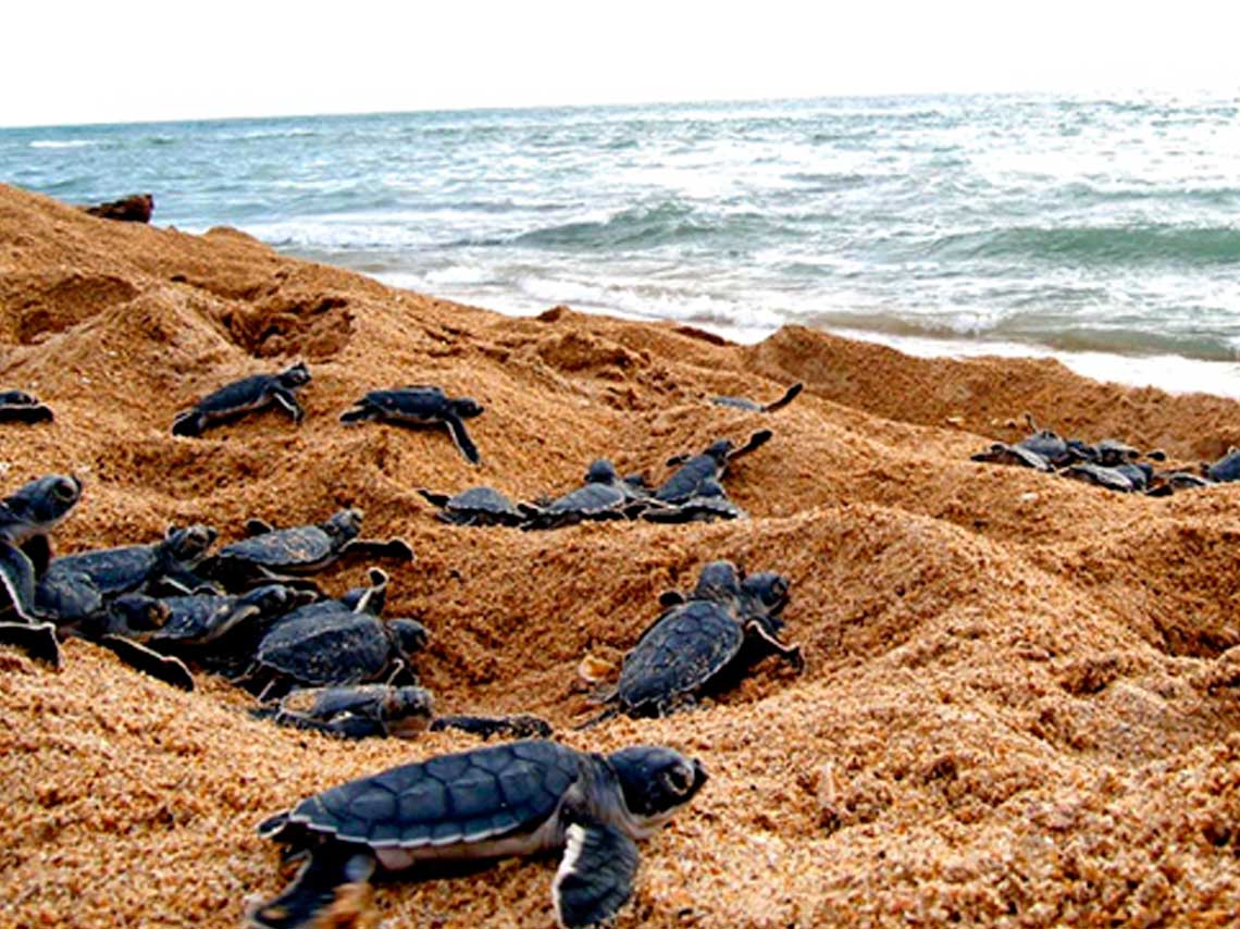 Mira en que playas mexicanas y donde puedes liberar tortugas, para que los veas llegar al mar y les grites hasta pronto pequeña tortuga. 