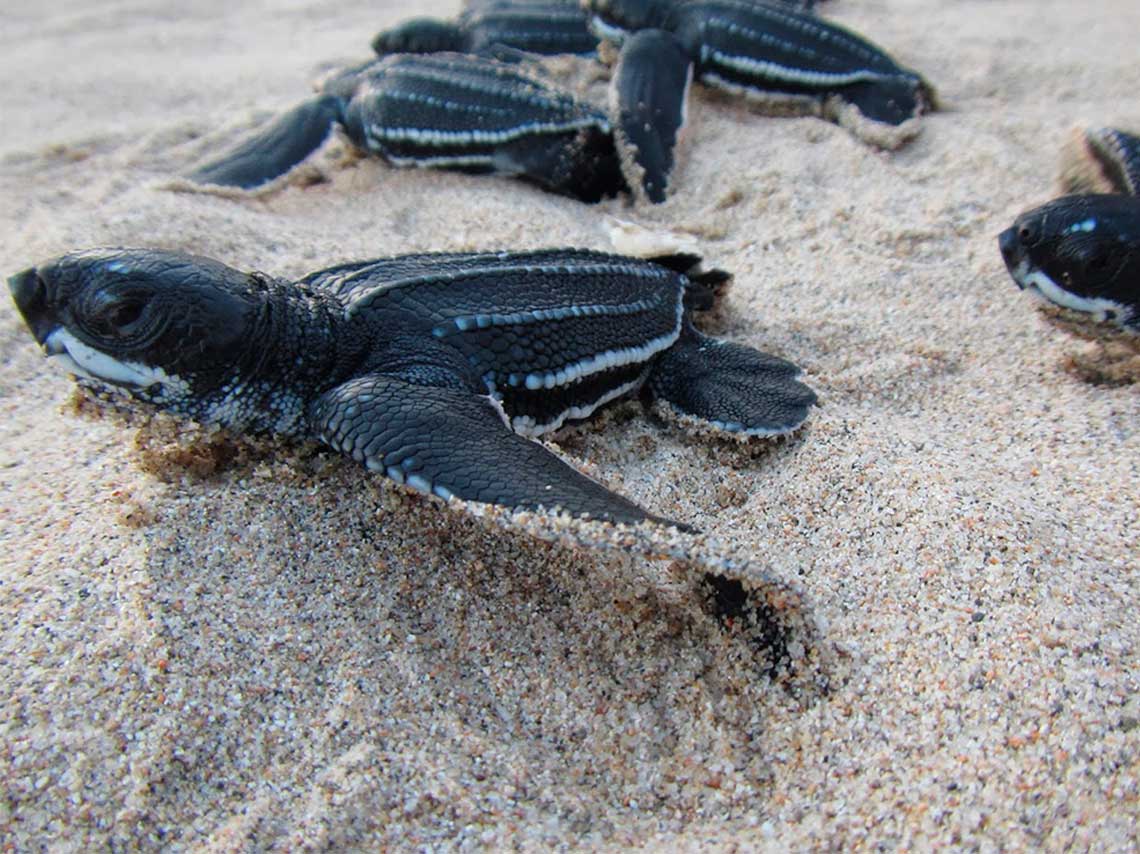 Playas mexicanas para liberar tortugas