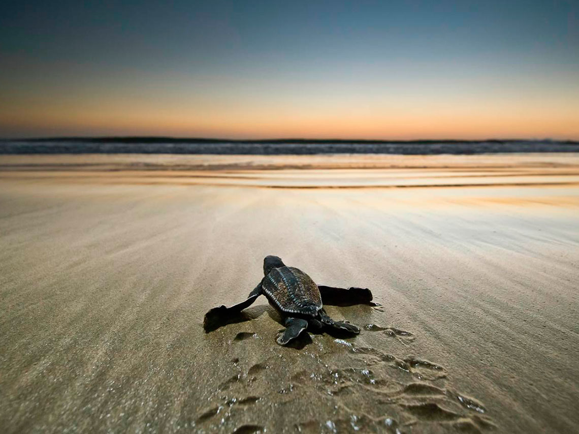 Mira en que playas mexicanas y donde puedes liberar tortugas, para que los veas llegar al mar y les grites hasta pronto pequeña tortuga. 