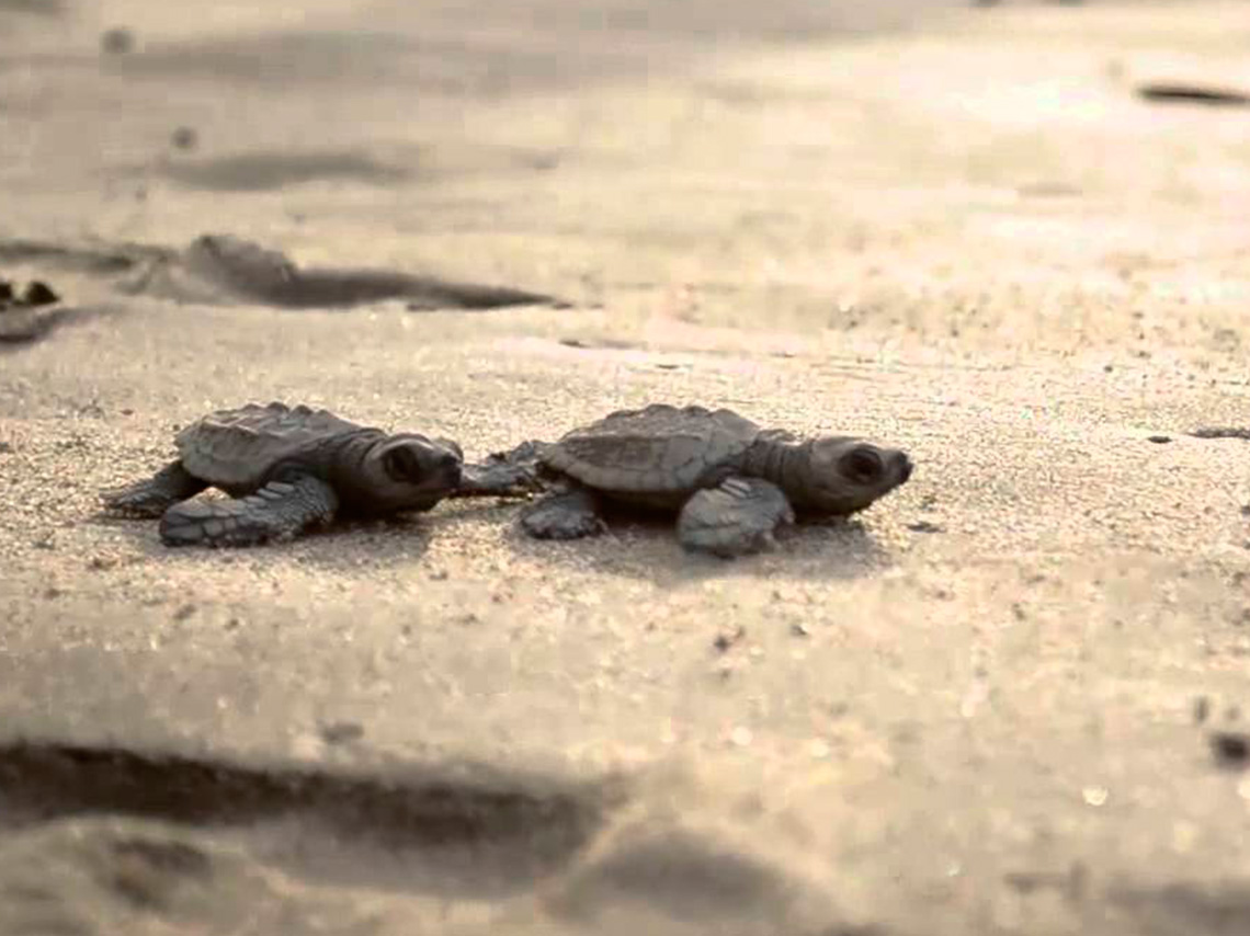 Mira en que playas mexicanas y donde puedes liberar tortugas, para que los veas llegar al mar y les grites hasta pronto pequeña tortuga. 