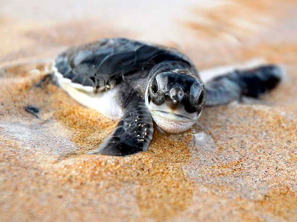 Mira en que playas mexicanas y donde puedes liberar tortugas, para que los veas llegar al mar y les grites hasta pronto pequeña tortuga. 