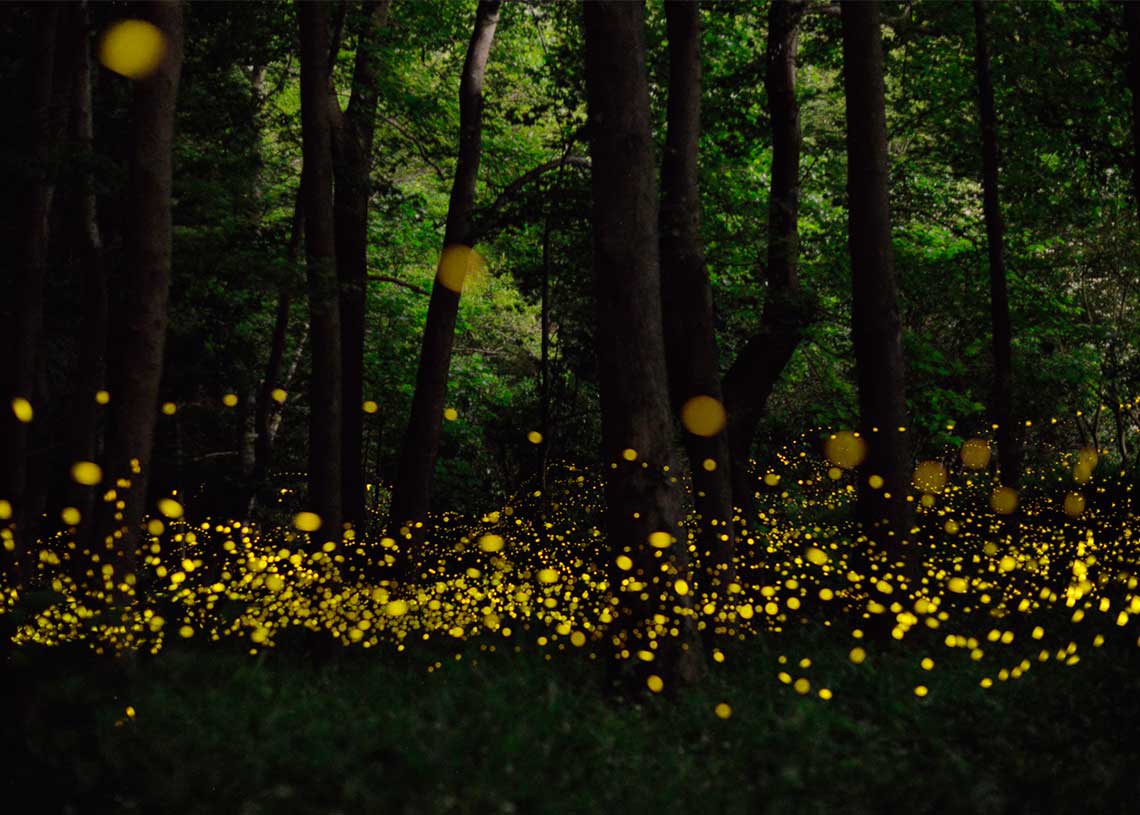 Fenómenos naturales nocturnos en el mundo ¡cuevas y playas que brillan! 3