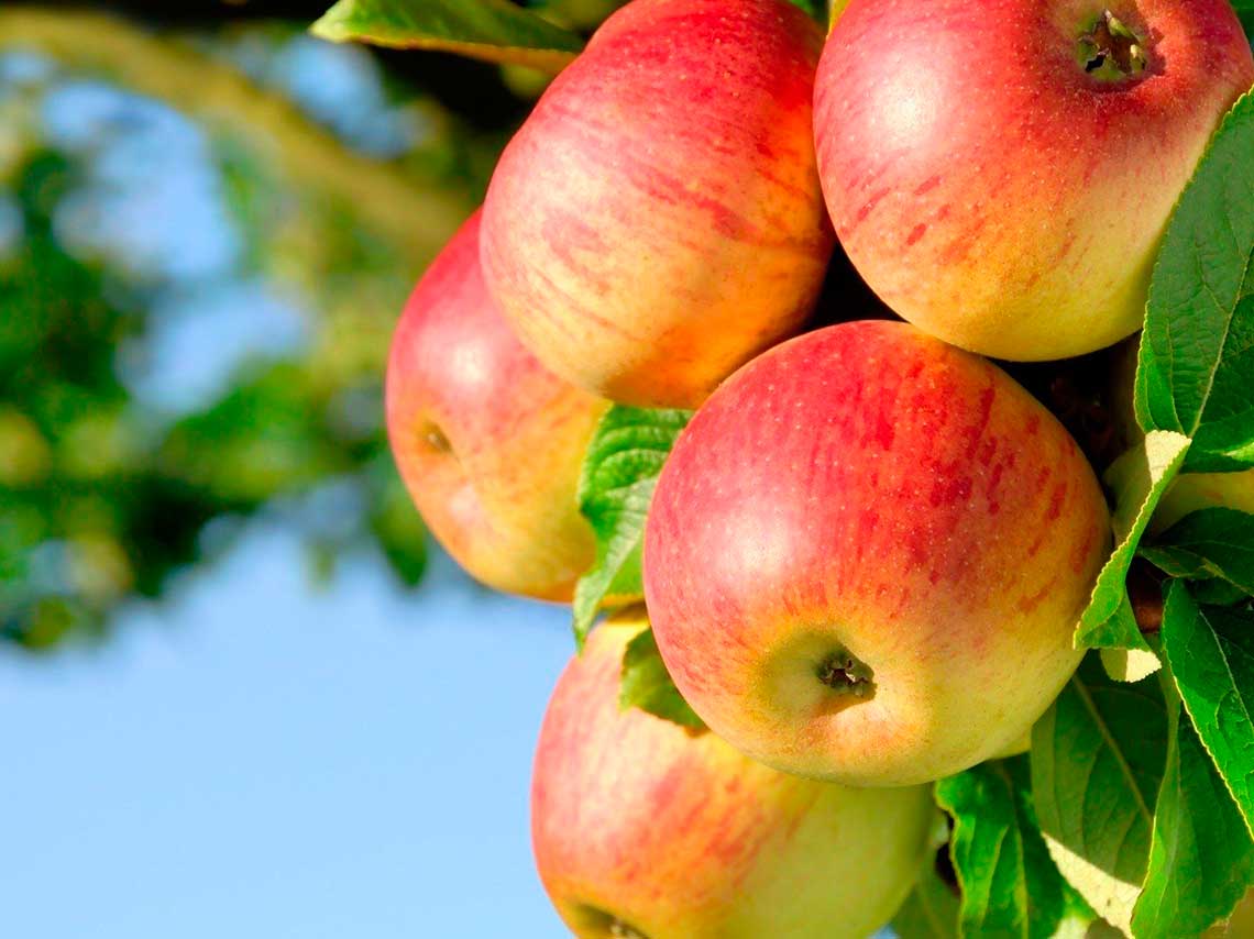 Agroparque Esperanza, con olor a manzana