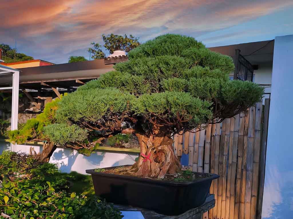 museo-bonsai-mexico-tatsugoro