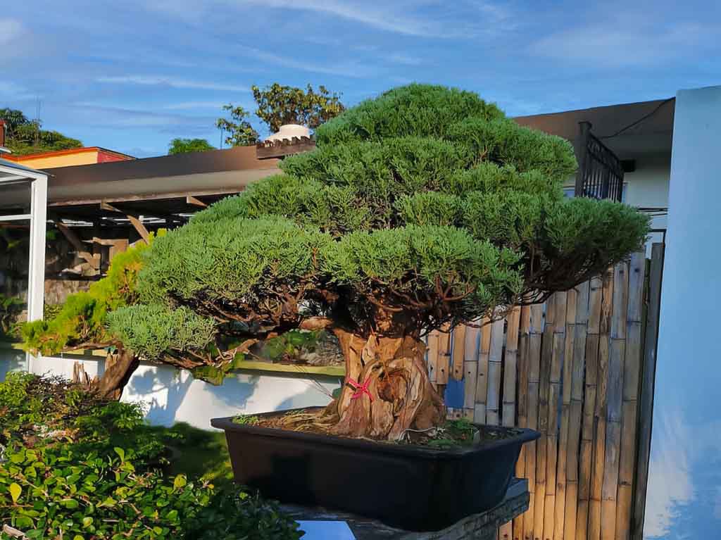 museo del bonsai en México 