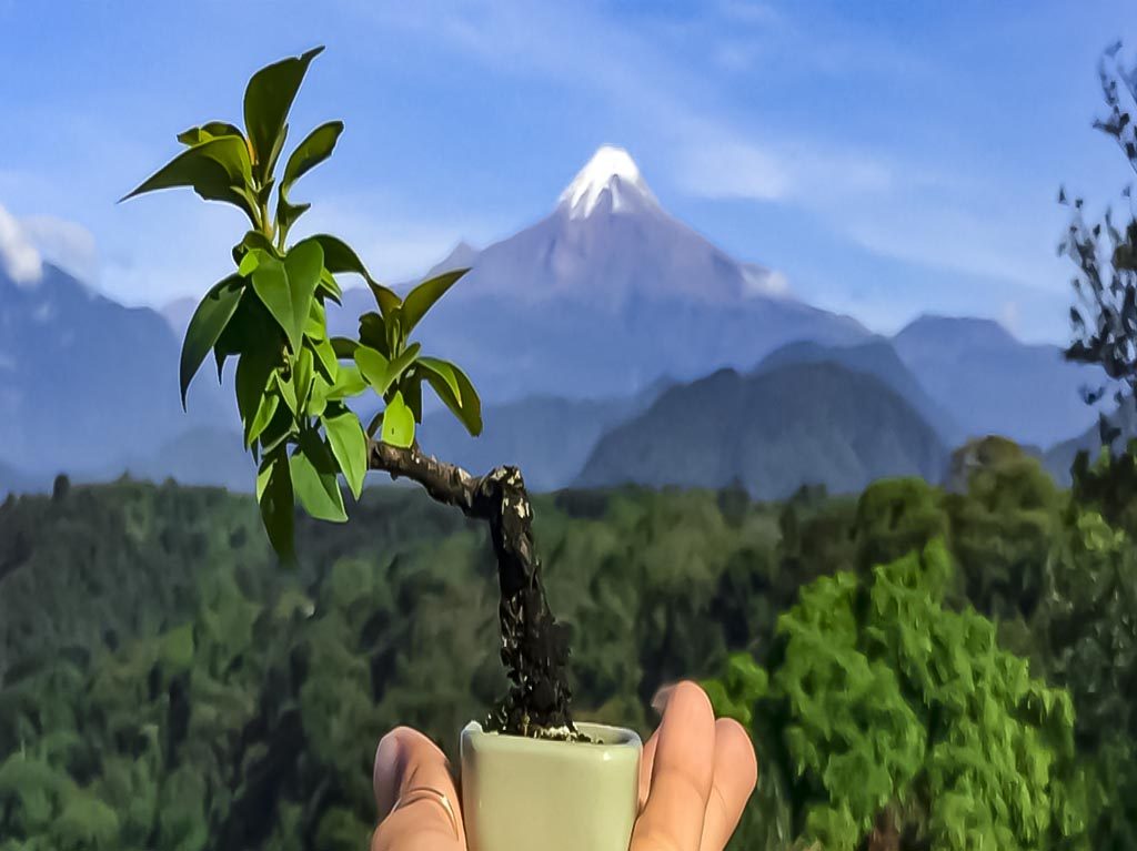 Museo del Bonsái Tatsu Goro