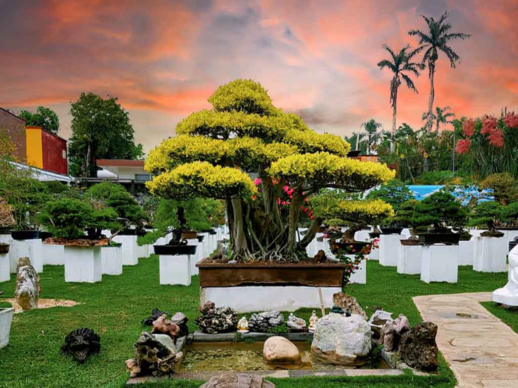 museo-bonsai-tatsugoro