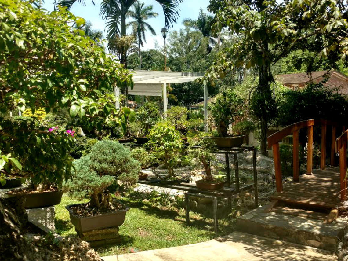 museo-del-bonsai