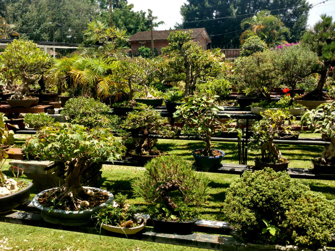 museo-del-bonsai