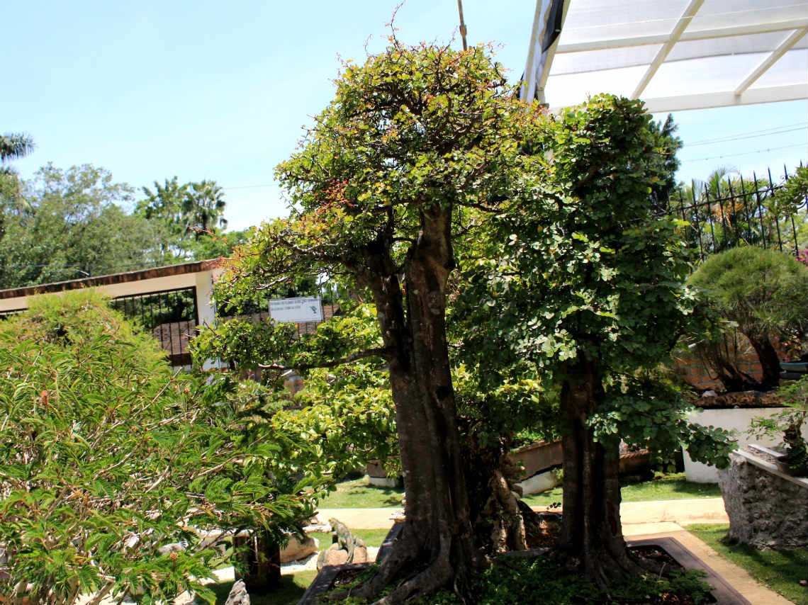 museo-del-bonsai2