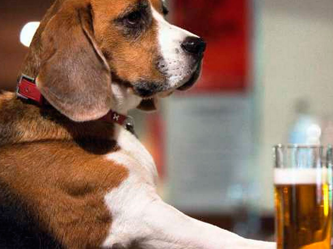 Restaurante para perros: Rockea y bebe cerveza con tu mascota