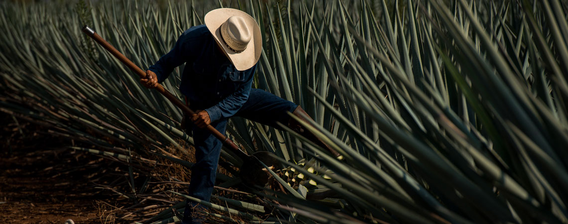 Septiembre, el mes del Tequila