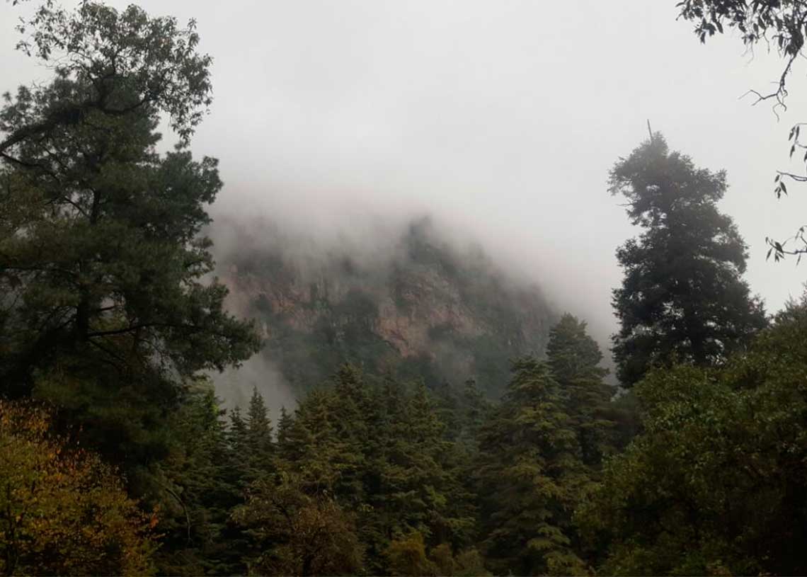Desaparición en el Bosque: Leyenda de la Bruja