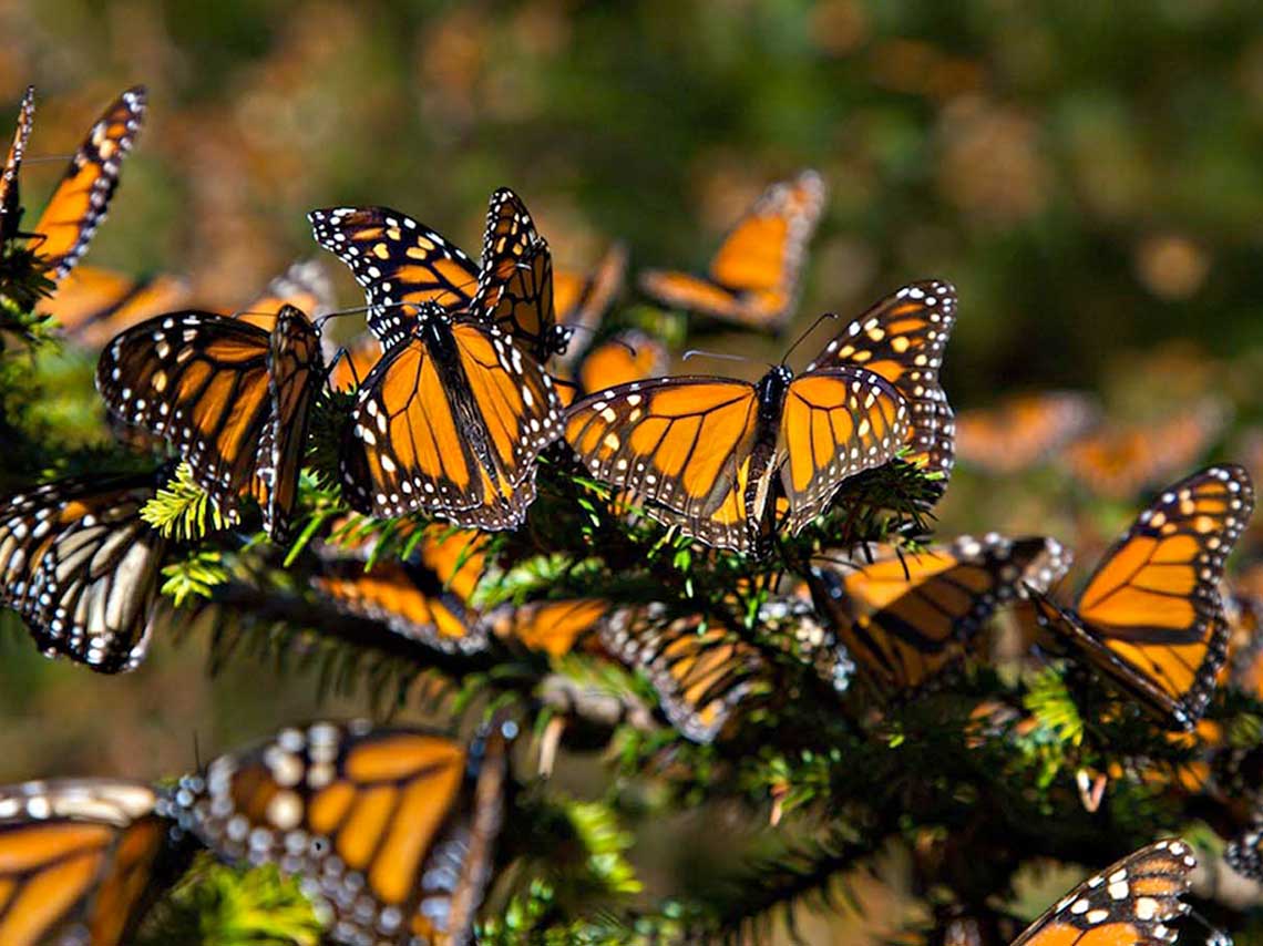 mariposas monarca