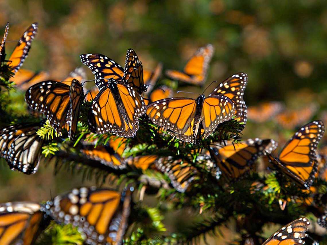 mariposas monarca