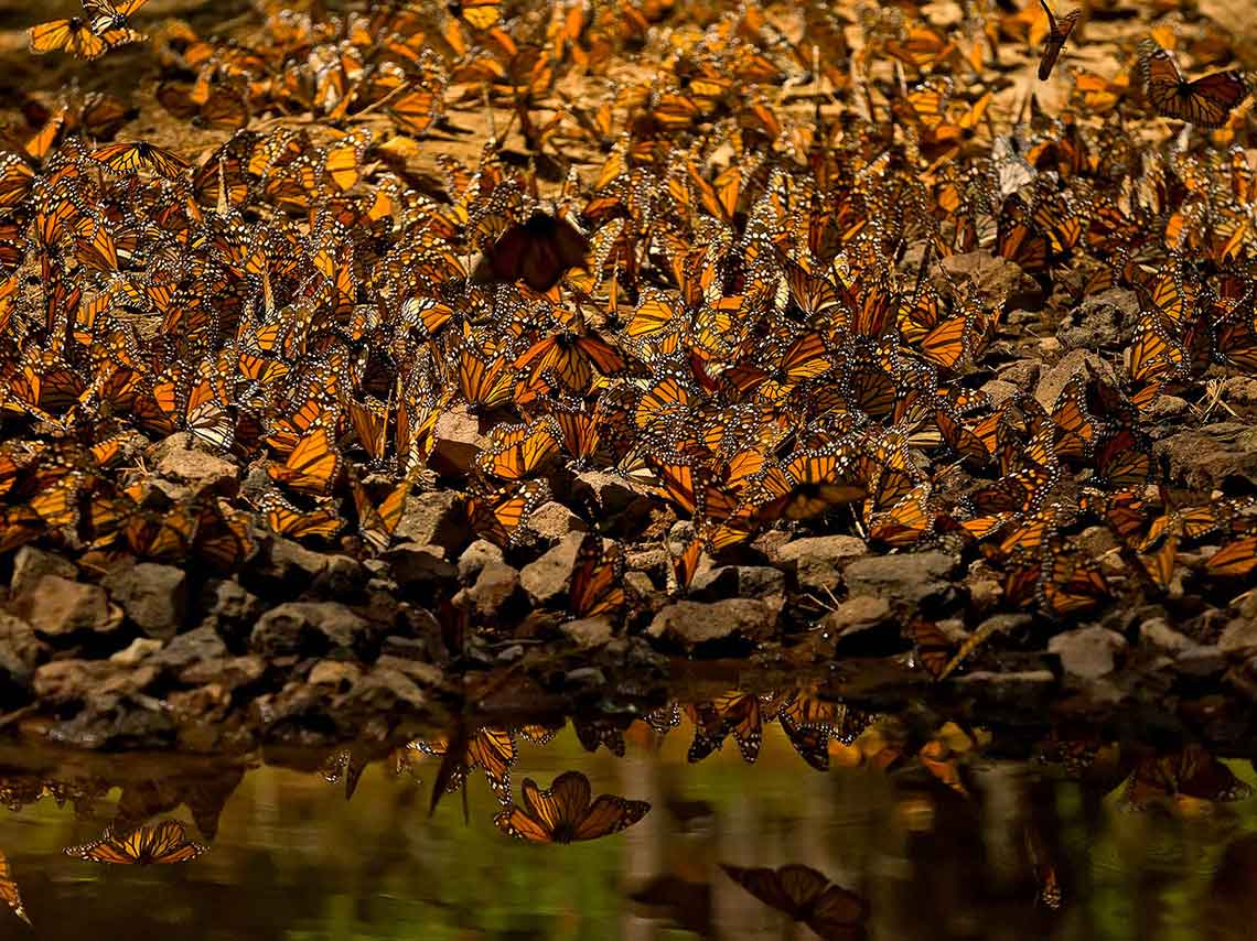 Es como estar viendo un mural que se compone de tan solo 3 colores, visita estos santuarios en Michoacán para ver a las mariposas monarcas. 