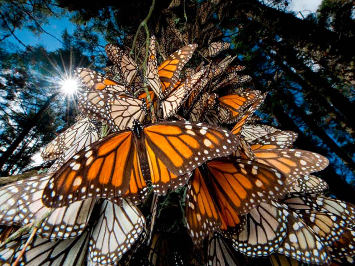 Mira dónde están los santuarios de las Mariposas Monarca