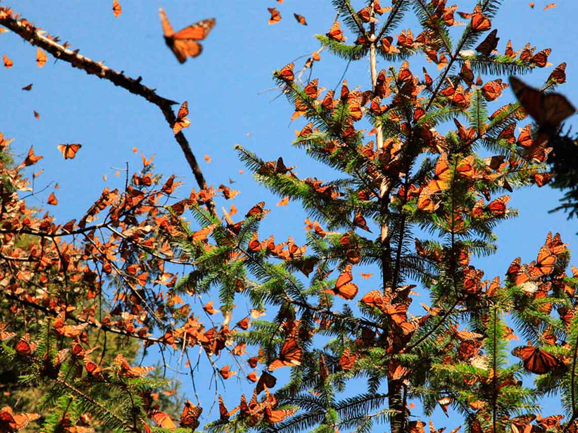 Es como estar viendo un mural que se compone de tan solo 3 colores, visita estos santuarios en Michoacán para ver a las mariposas monarcas. 