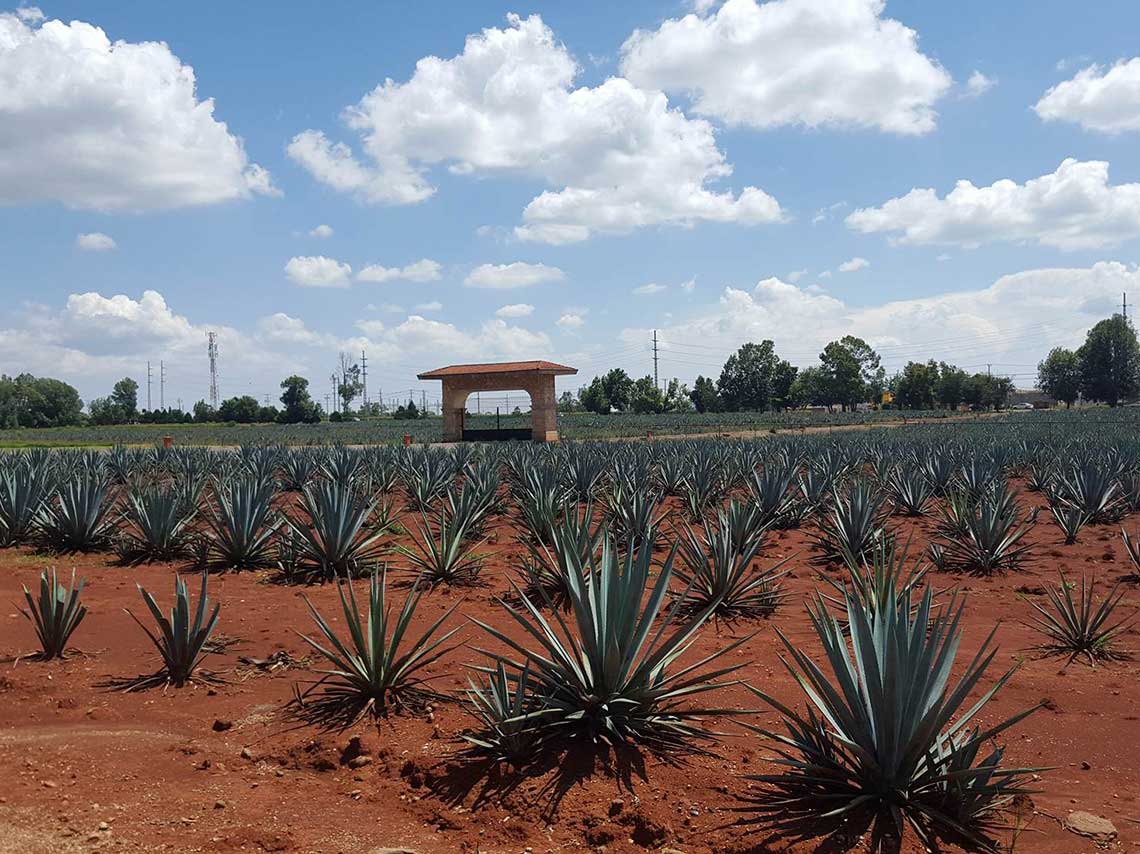 ruta del tequila